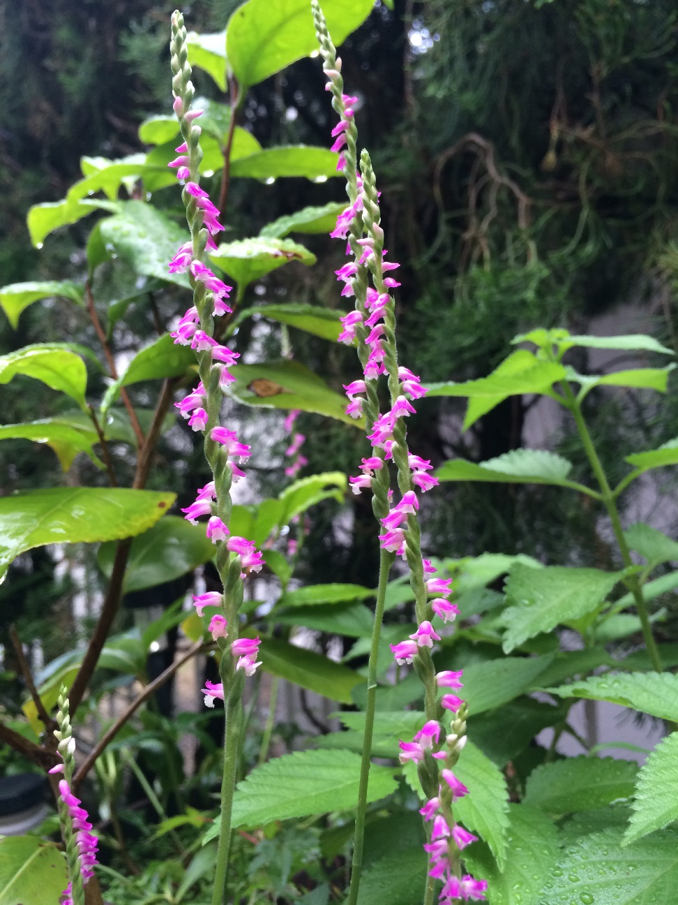 f:id:m-hatch:20150704213645j:image f:id:m-hatch:20150704213645j:image