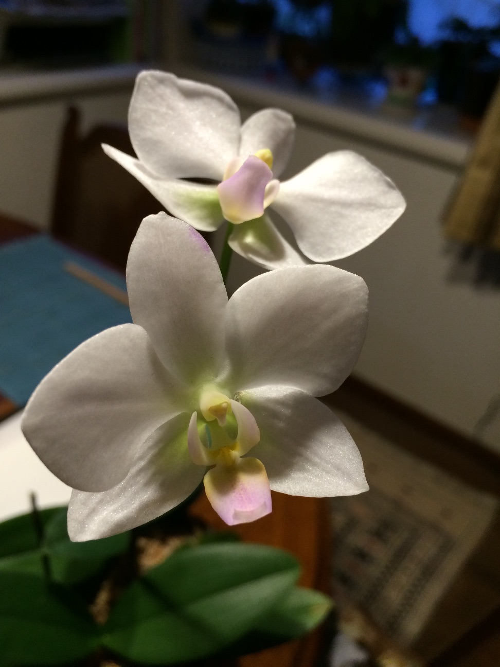 f:id:m-hatch:20150706224032j:image f:id:m-hatch:20150706224032j:image