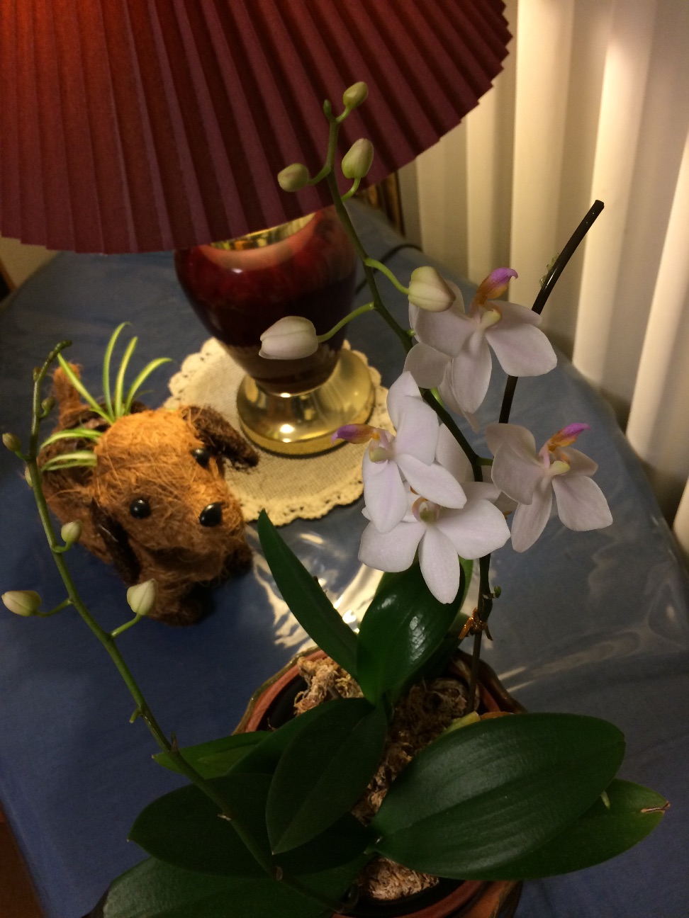 f:id:m-hatch:20150706230115j:image f:id:m-hatch:20150706230115j:image