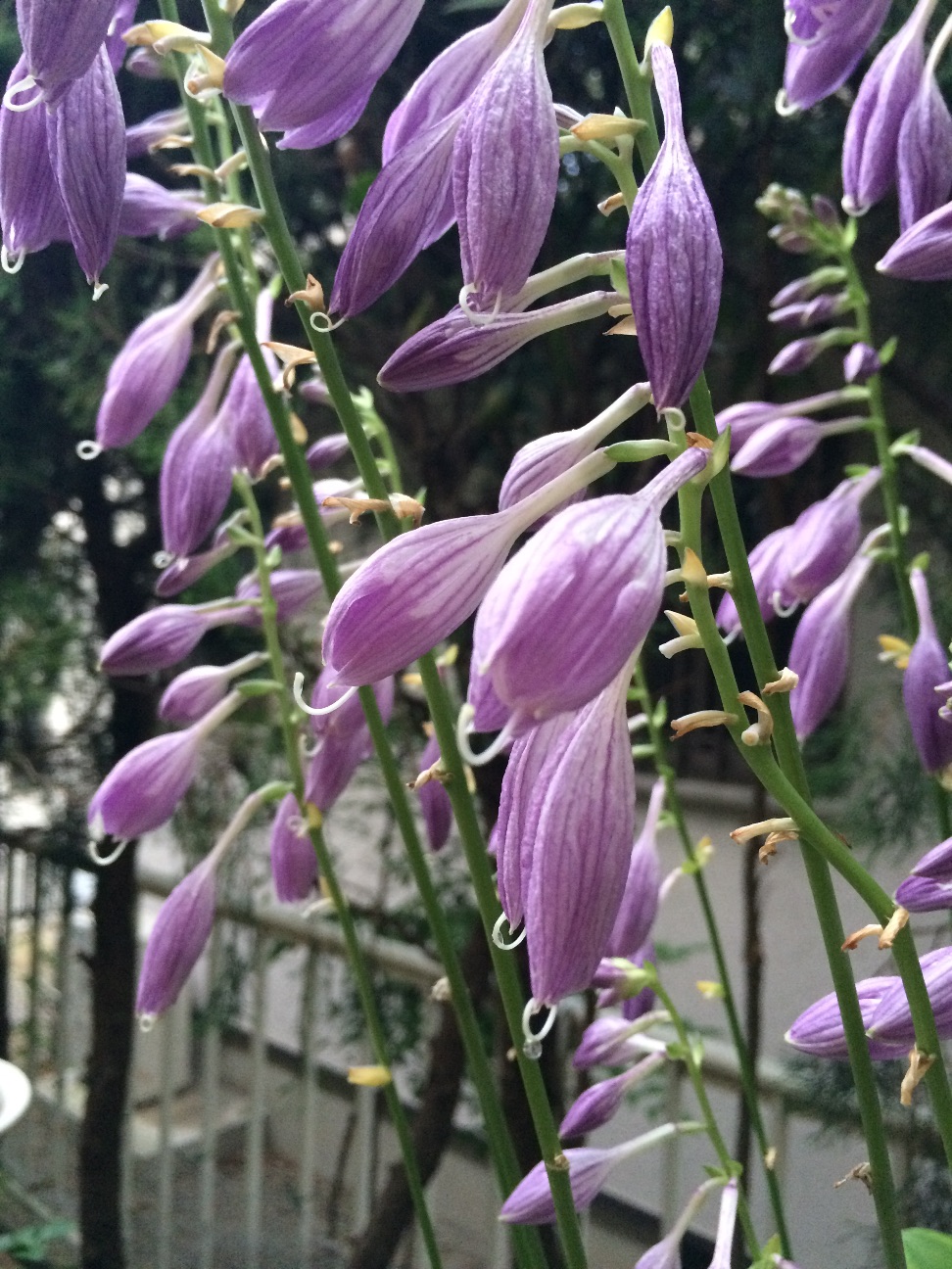 f:id:m-hatch:20150708225509j:image f:id:m-hatch:20150708225509j:image