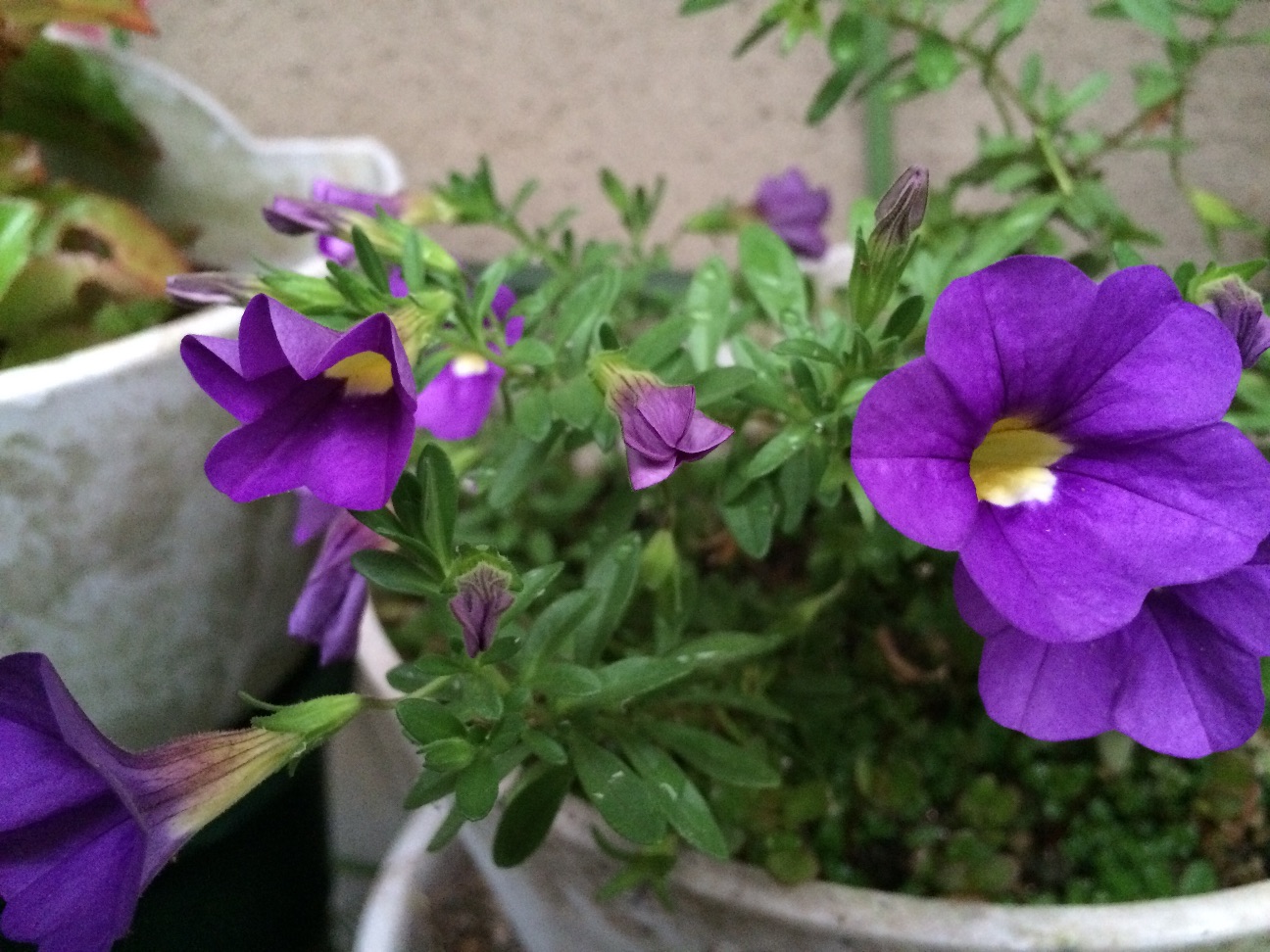 f:id:m-hatch:20150708230402j:image f:id:m-hatch:20150708230402j:image