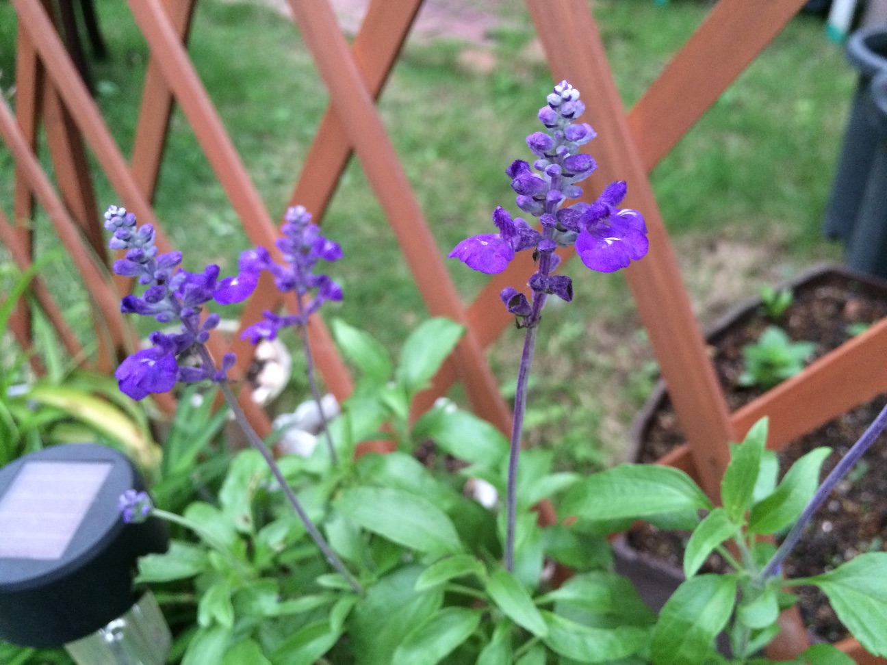 f:id:m-hatch:20150708230524j:image f:id:m-hatch:20150708230524j:image