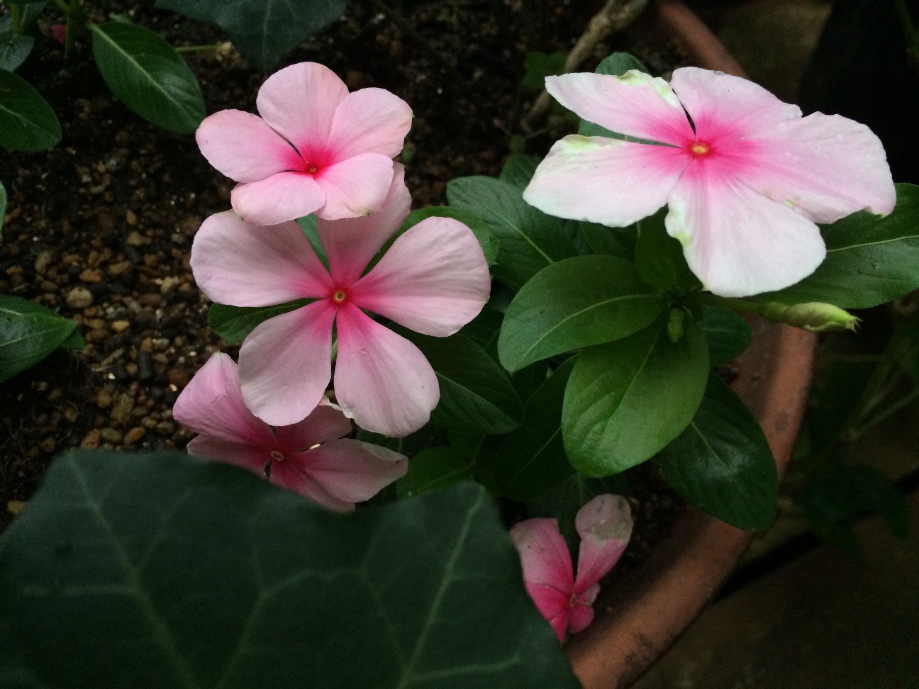 f:id:m-hatch:20150708230738j:image f:id:m-hatch:20150708230738j:image