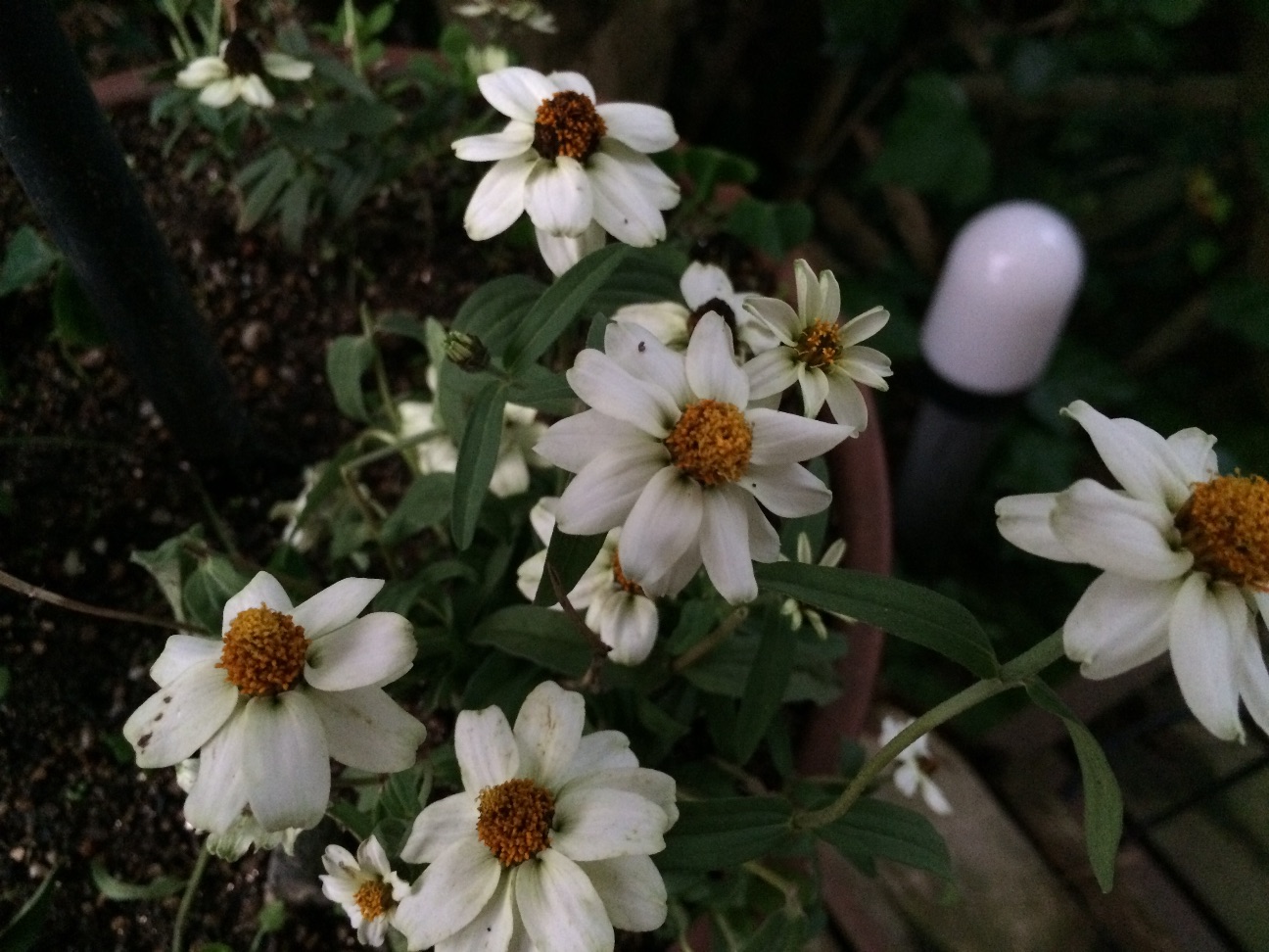 f:id:m-hatch:20150708230944j:image f:id:m-hatch:20150708230944j:image