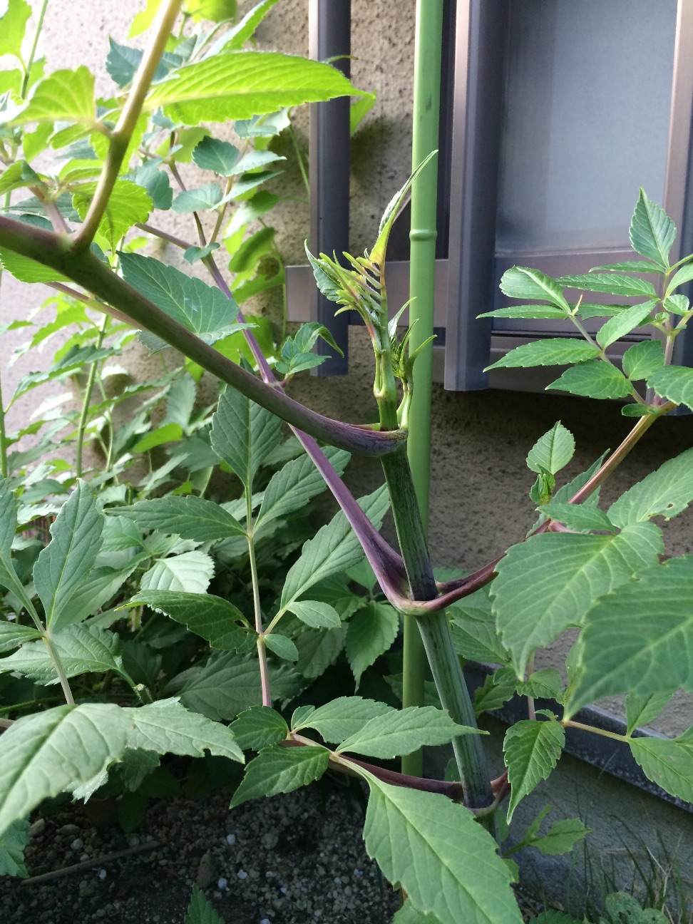f:id:m-hatch:20150708231323j:image f:id:m-hatch:20150708231323j:image