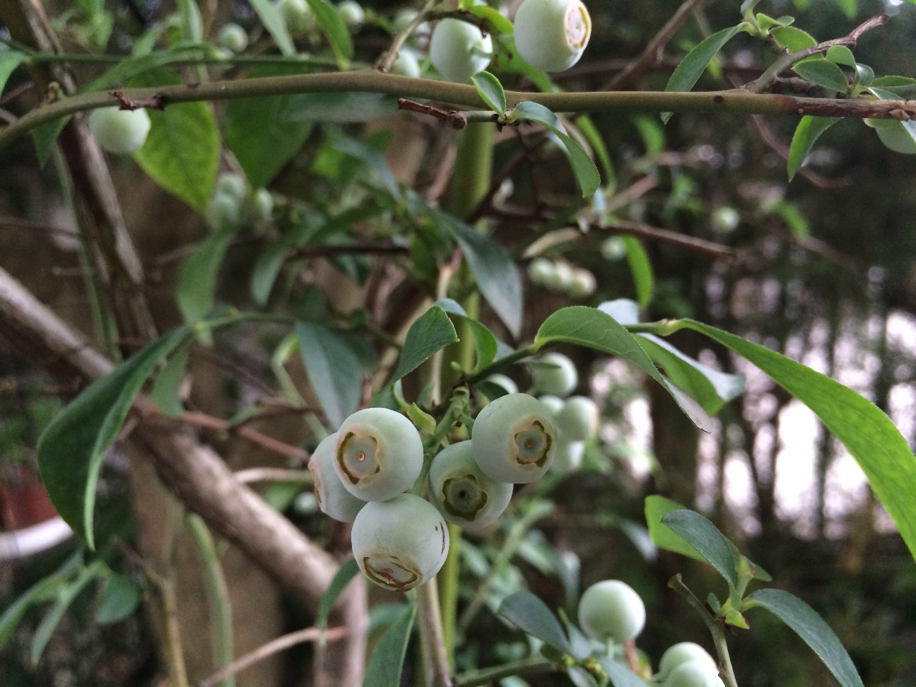 f:id:m-hatch:20150712214641j:image f:id:m-hatch:20150712214641j:image