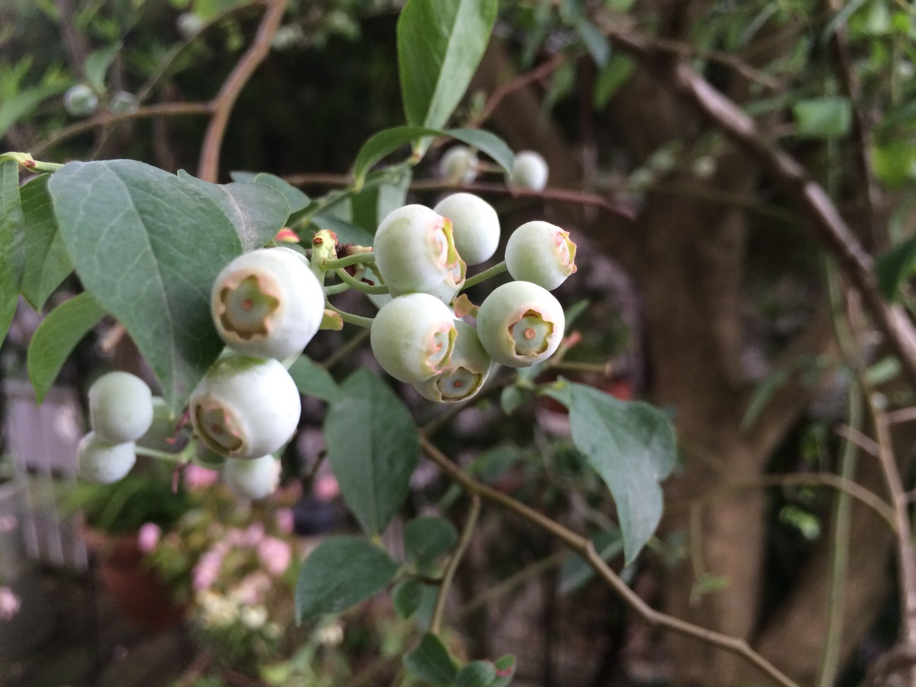 f:id:m-hatch:20150712214705j:image f:id:m-hatch:20150712214705j:image