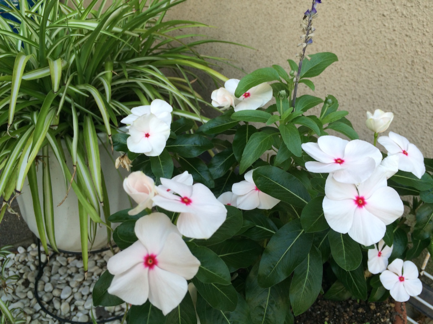 f:id:m-hatch:20150716215048j:image f:id:m-hatch:20150716215048j:image