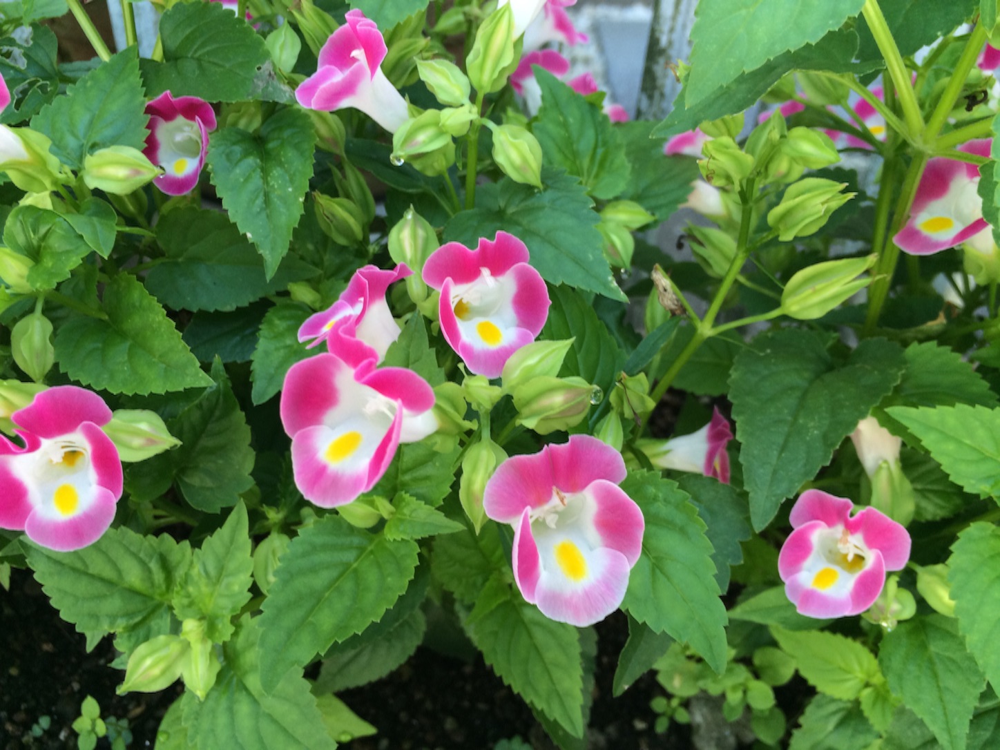 f:id:m-hatch:20150716215357j:image f:id:m-hatch:20150716215357j:image