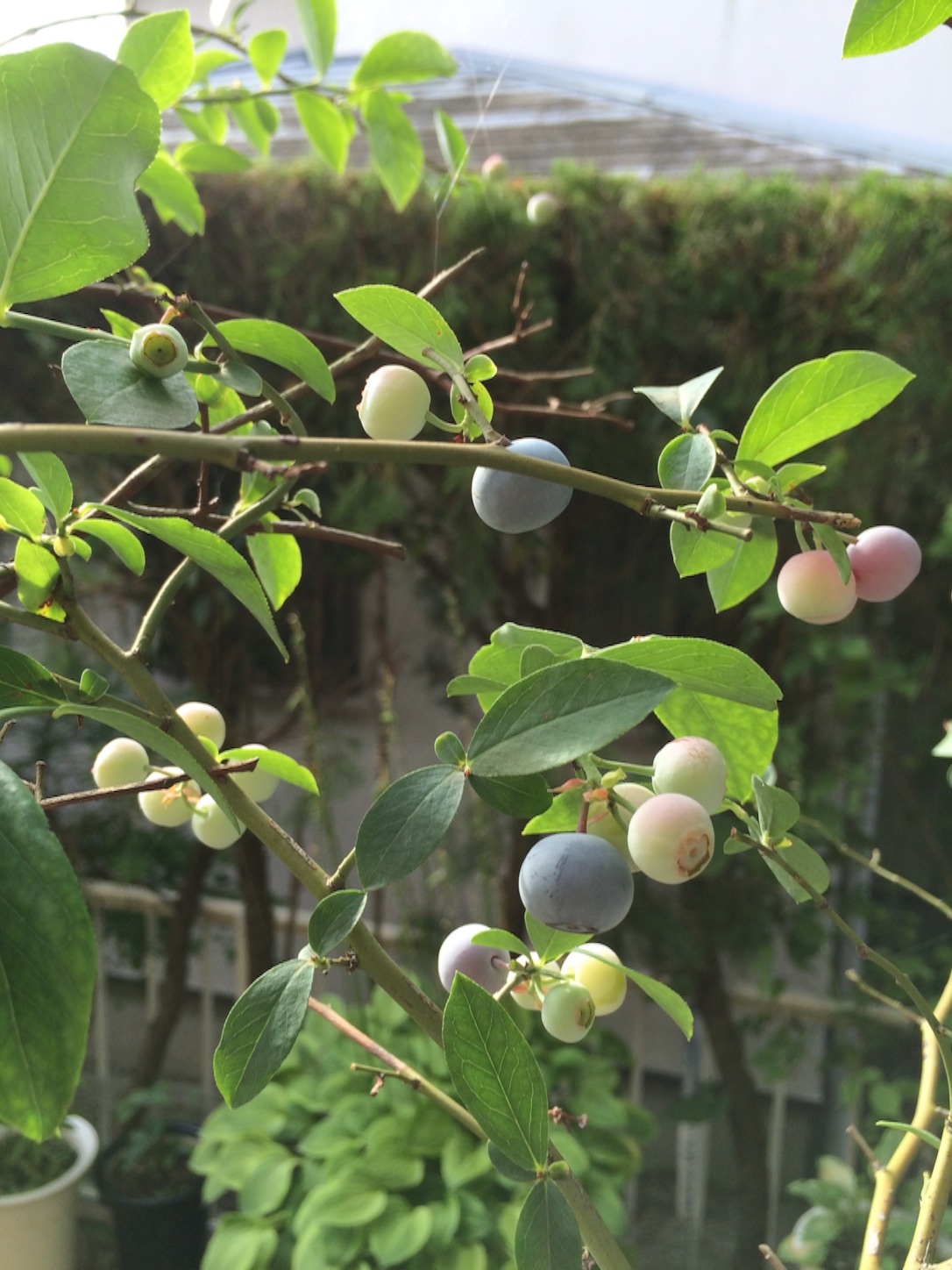 f:id:m-hatch:20150726110000j:image f:id:m-hatch:20150726110000j:image