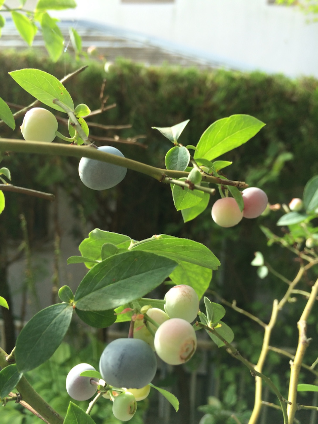 f:id:m-hatch:20150726110109j:image f:id:m-hatch:20150726110109j:image