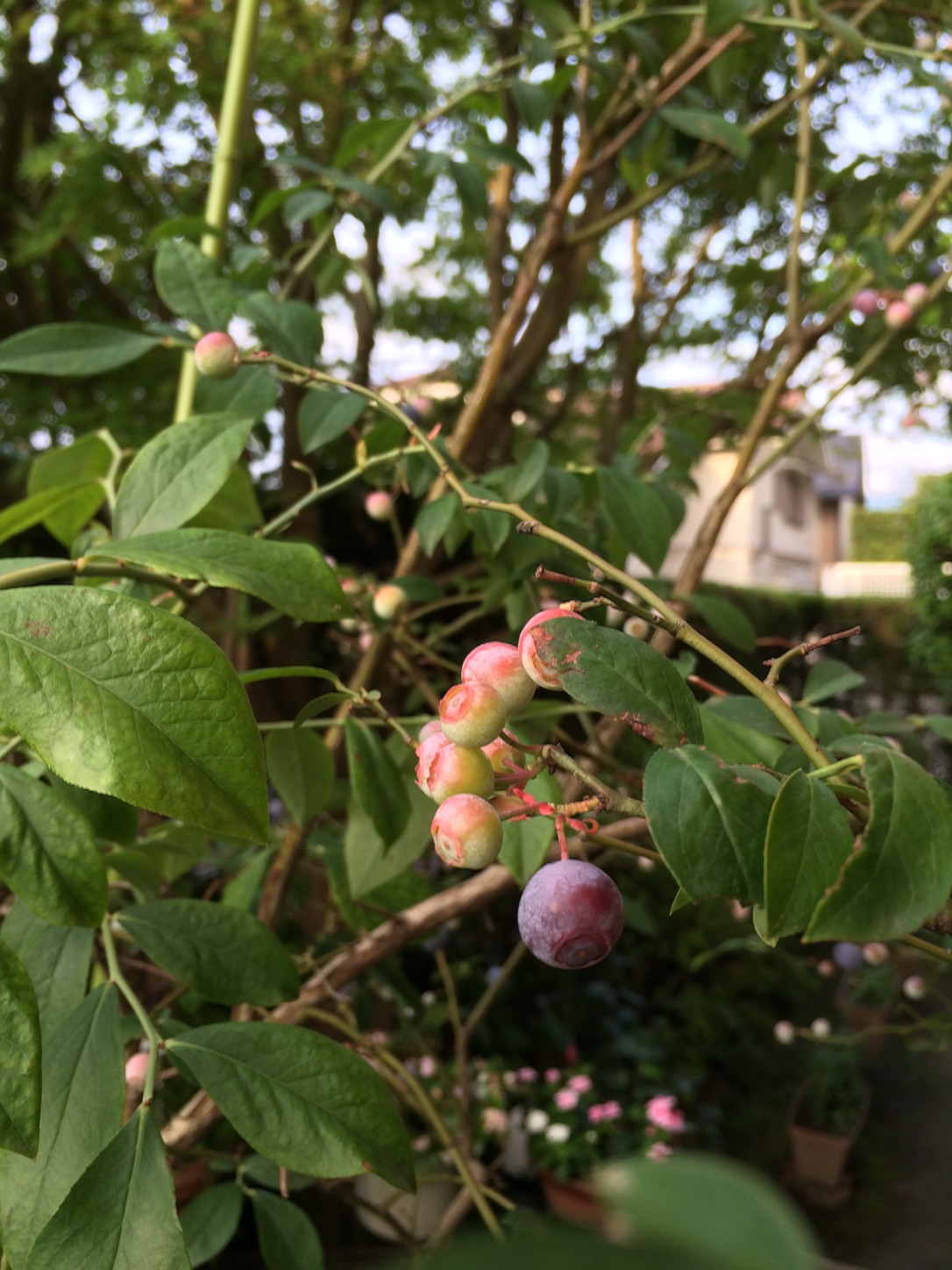 f:id:m-hatch:20150726182827j:image f:id:m-hatch:20150726182827j:image