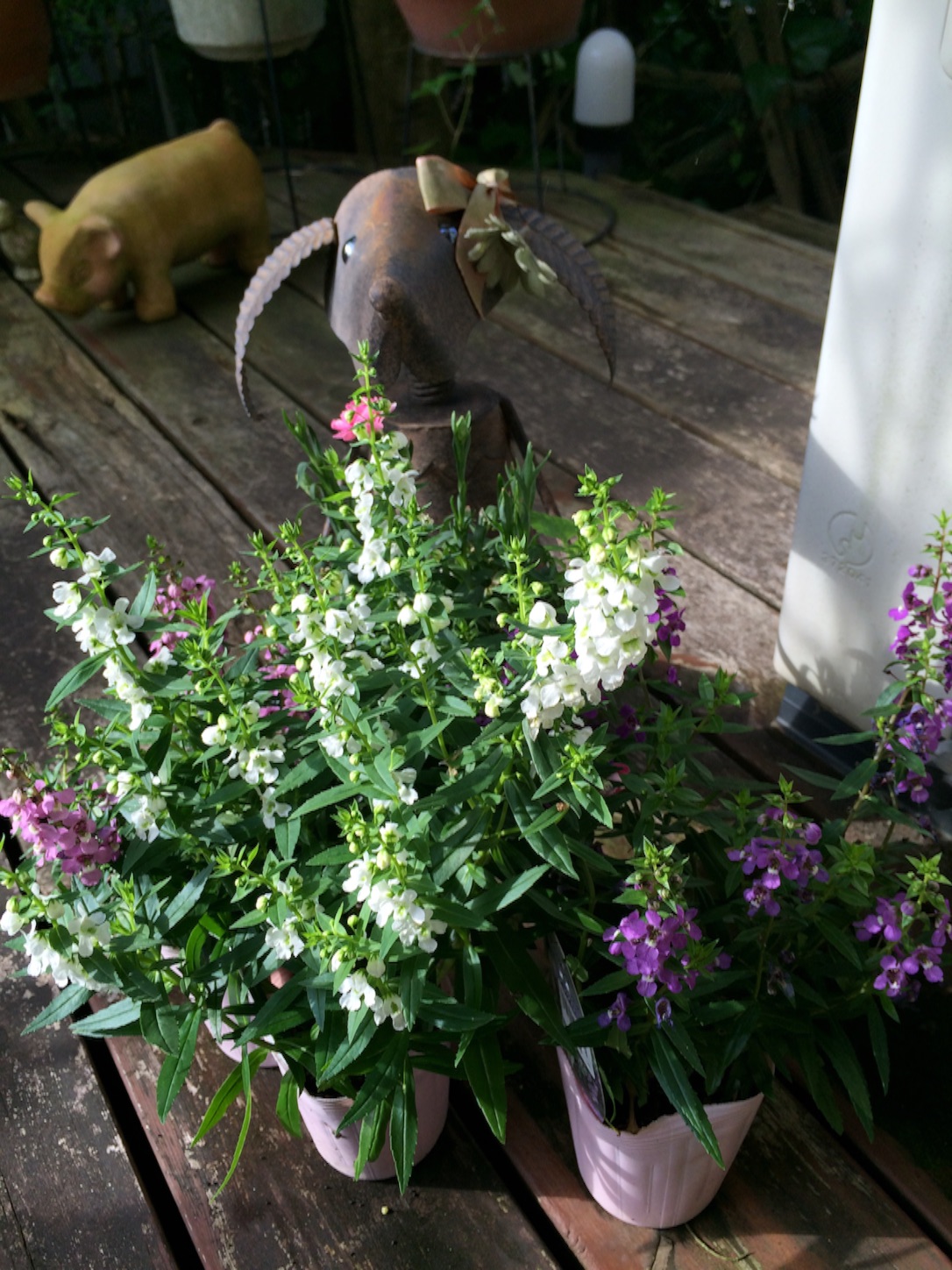f:id:m-hatch:20150726183354j:image f:id:m-hatch:20150726183354j:image