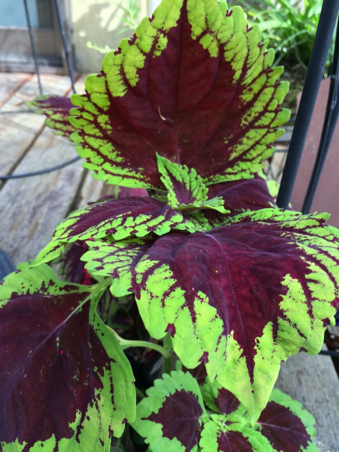 f:id:m-hatch:20150726183910j:image f:id:m-hatch:20150726183910j:image