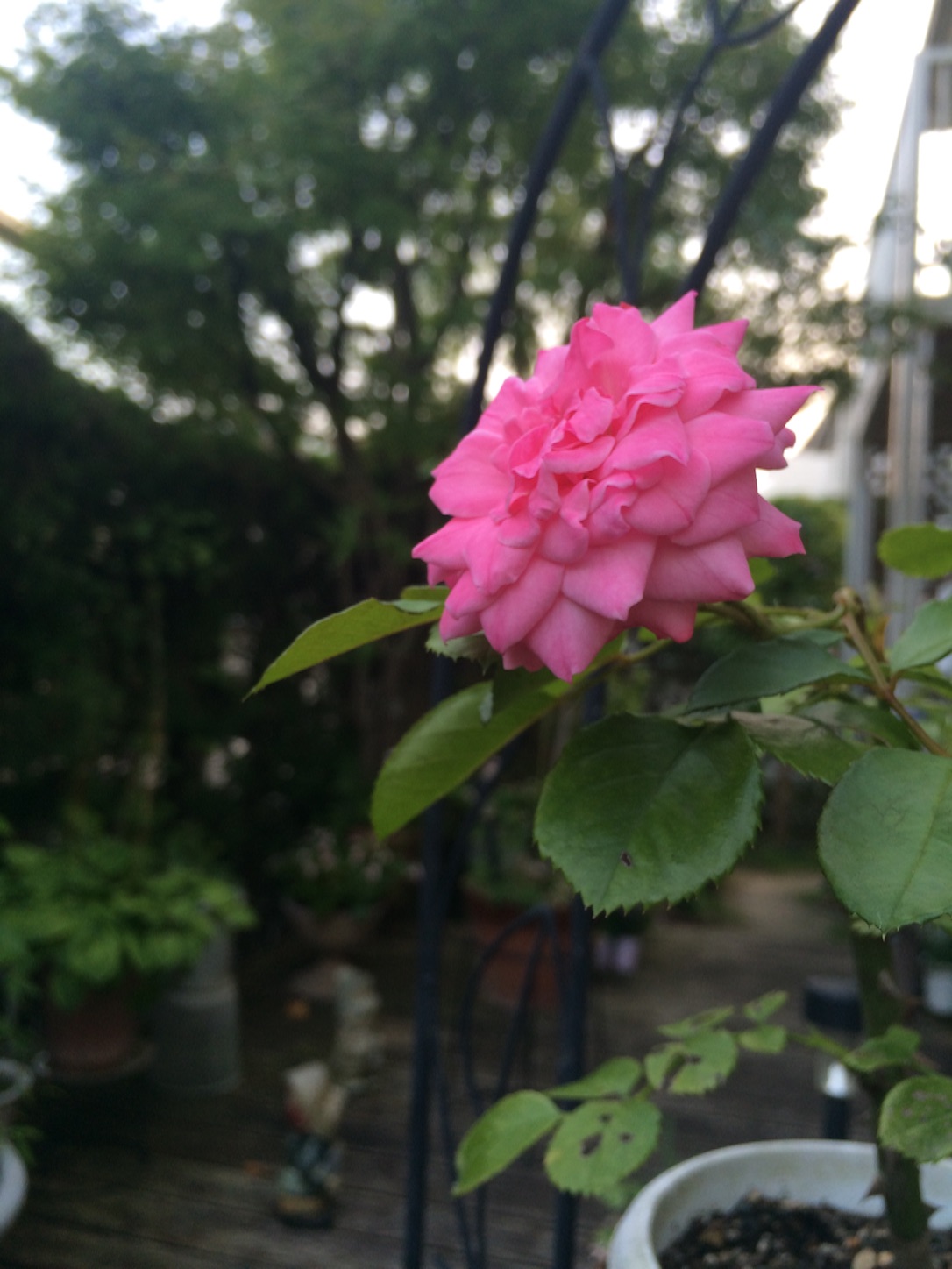 f:id:m-hatch:20150731124748j:image f:id:m-hatch:20150731124748j:image