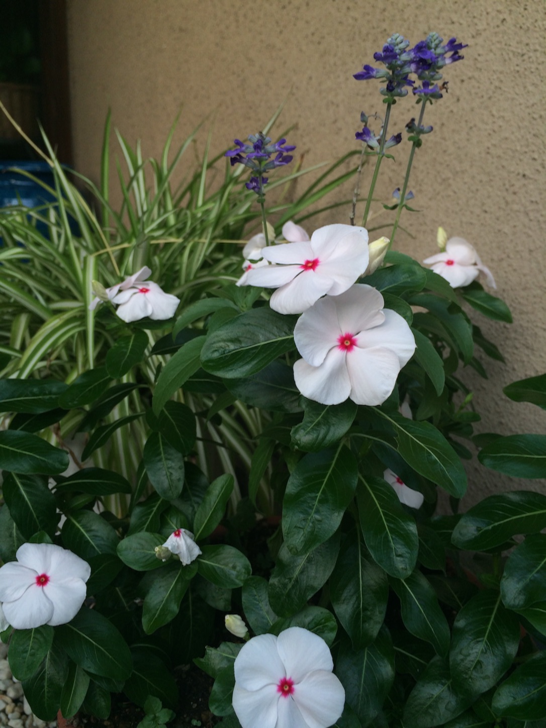 f:id:m-hatch:20150731124929j:image f:id:m-hatch:20150731124929j:image