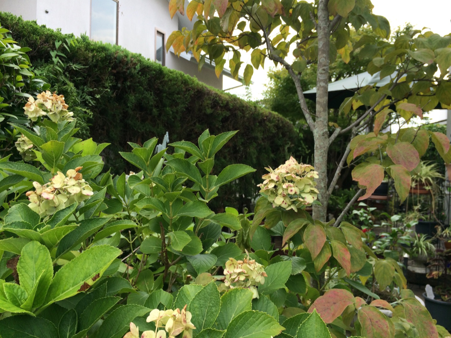 f:id:m-hatch:20150811155918j:image f:id:m-hatch:20150811155918j:image