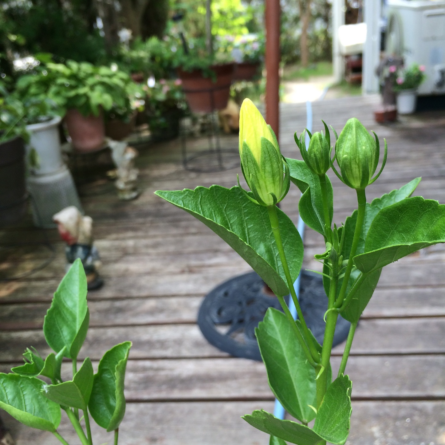 f:id:m-hatch:20150811160923j:image f:id:m-hatch:20150811160923j:image