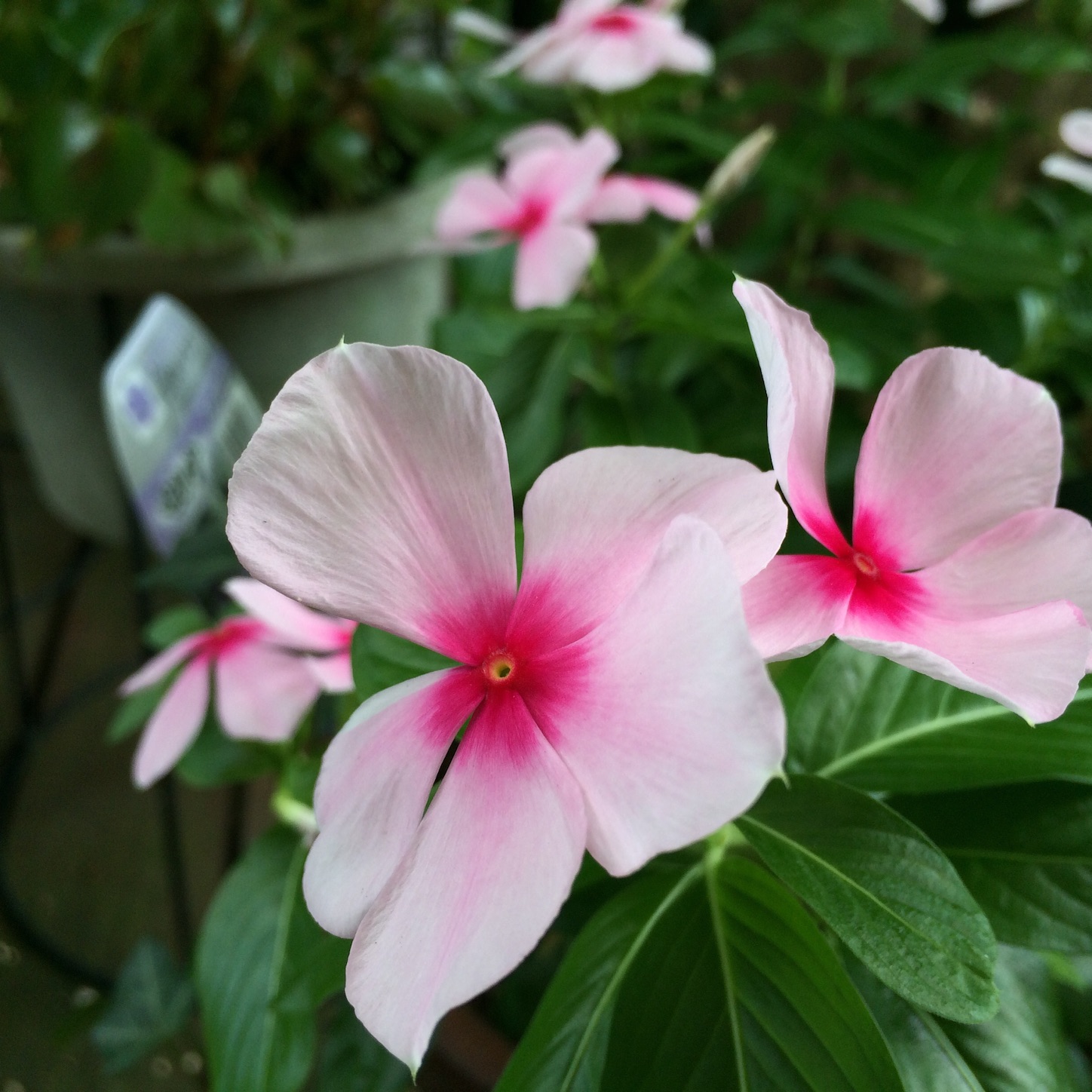 f:id:m-hatch:20150811161225j:image f:id:m-hatch:20150811161225j:image