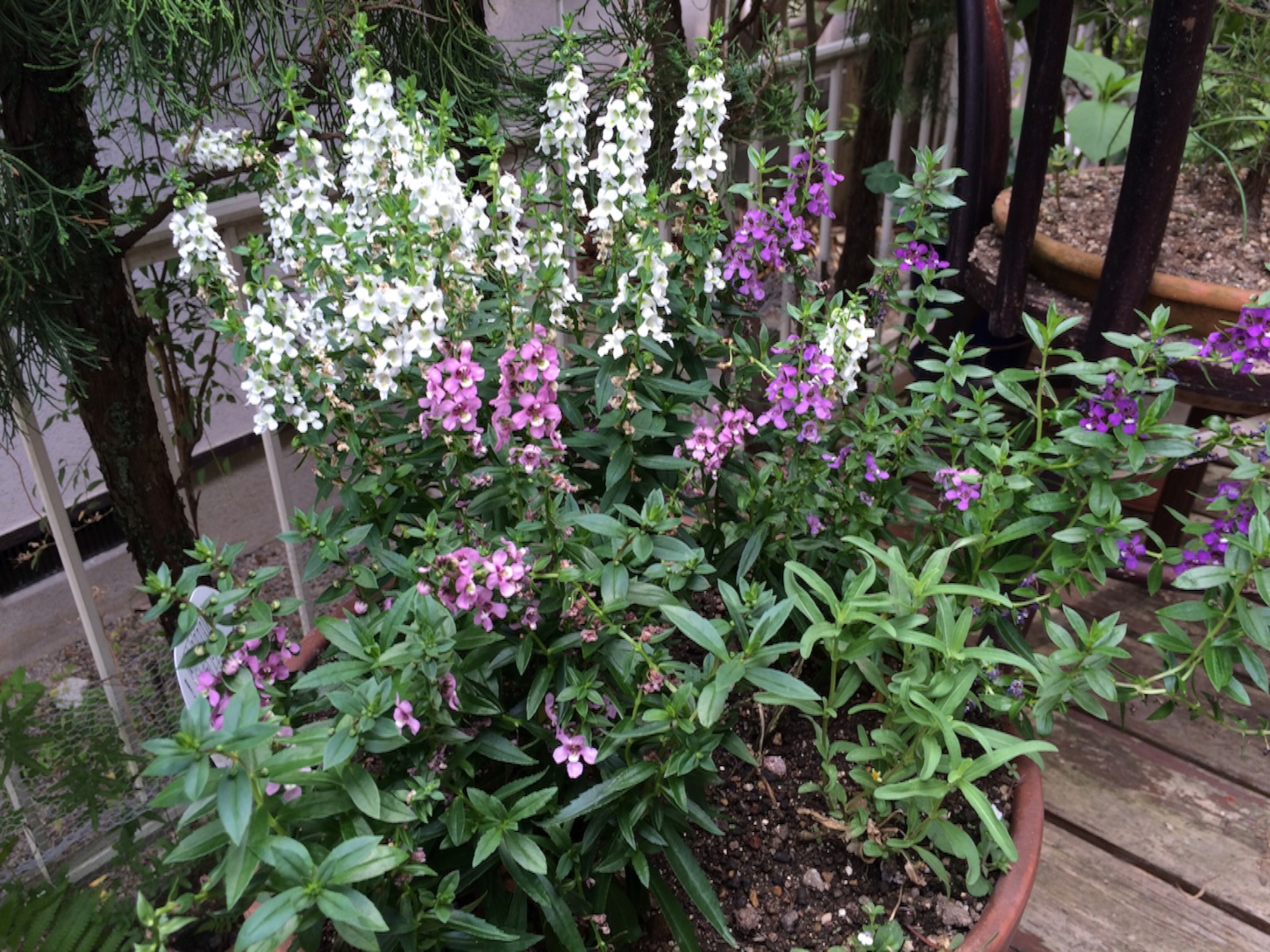 f:id:m-hatch:20150811161439j:image f:id:m-hatch:20150811161439j:image