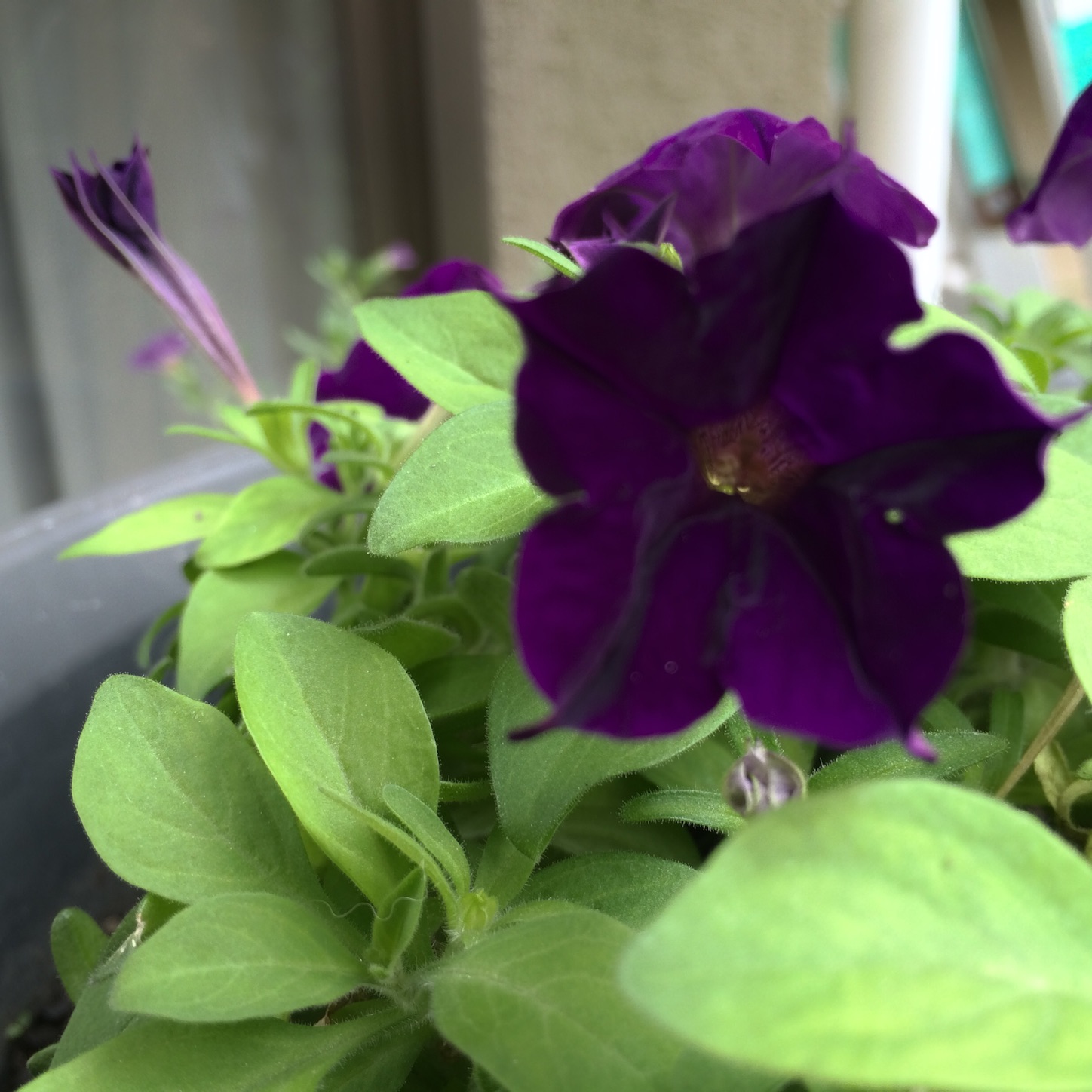 f:id:m-hatch:20150811163449j:image f:id:m-hatch:20150811163449j:image