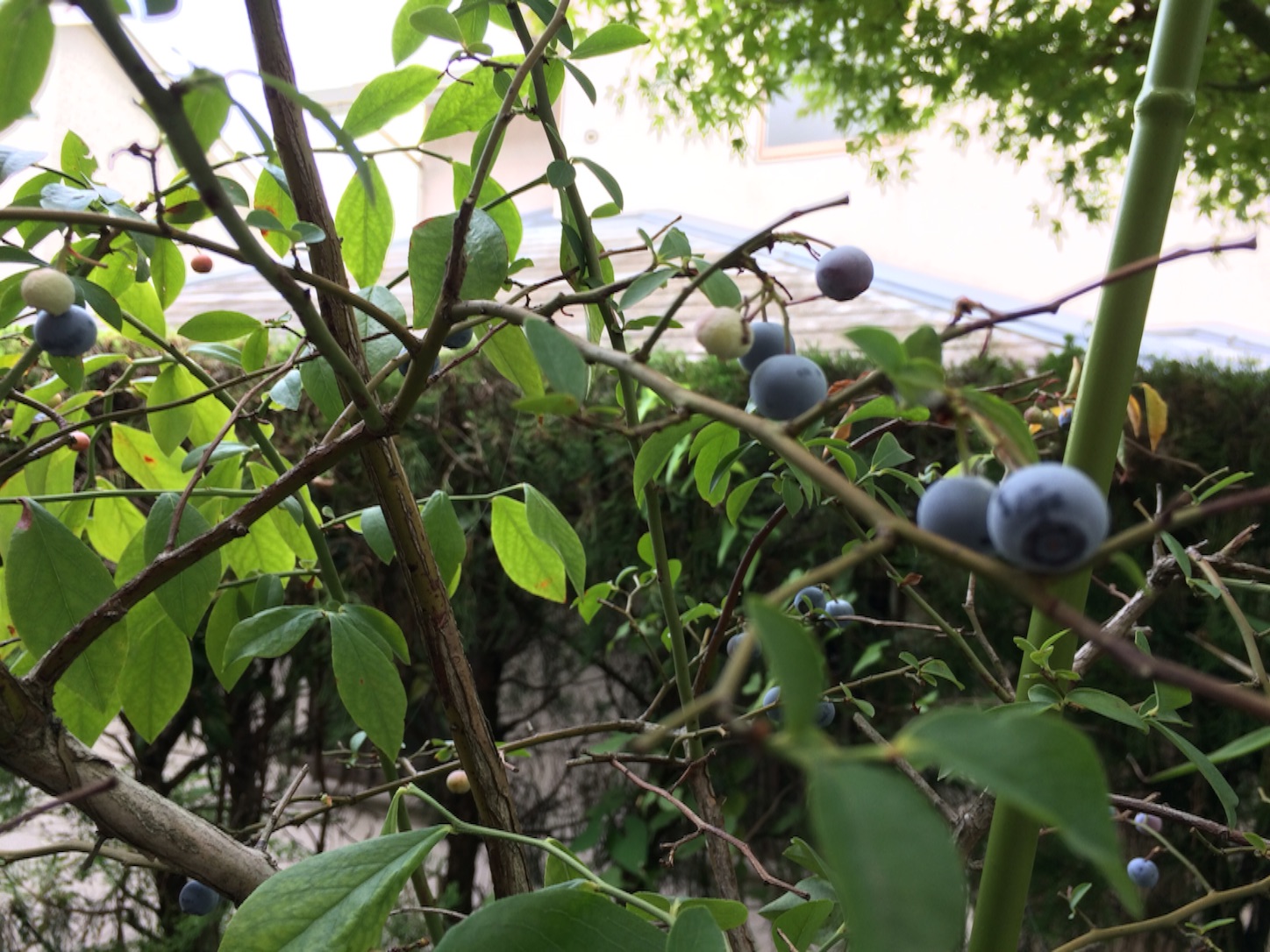 f:id:m-hatch:20150811173422j:image f:id:m-hatch:20150811173422j:image