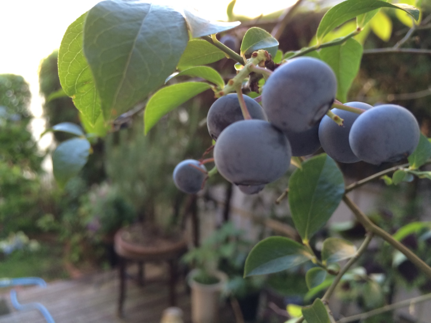 f:id:m-hatch:20150823210209j:image f:id:m-hatch:20150823210209j:image
