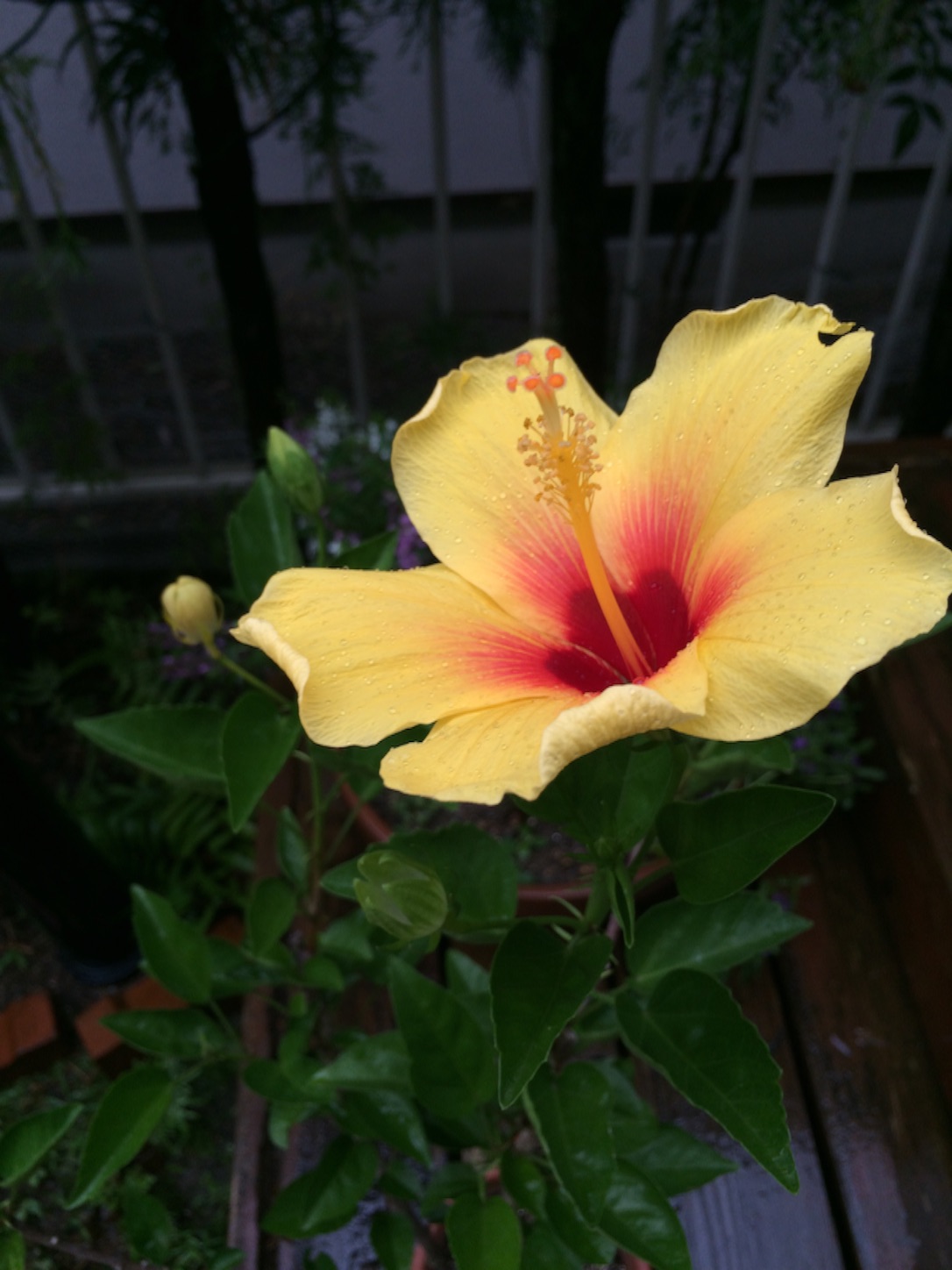 f:id:m-hatch:20150825163201j:image f:id:m-hatch:20150825163201j:image
