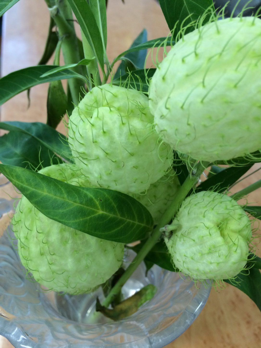 f:id:m-hatch:20150827211403j:image f:id:m-hatch:20150827211403j:image