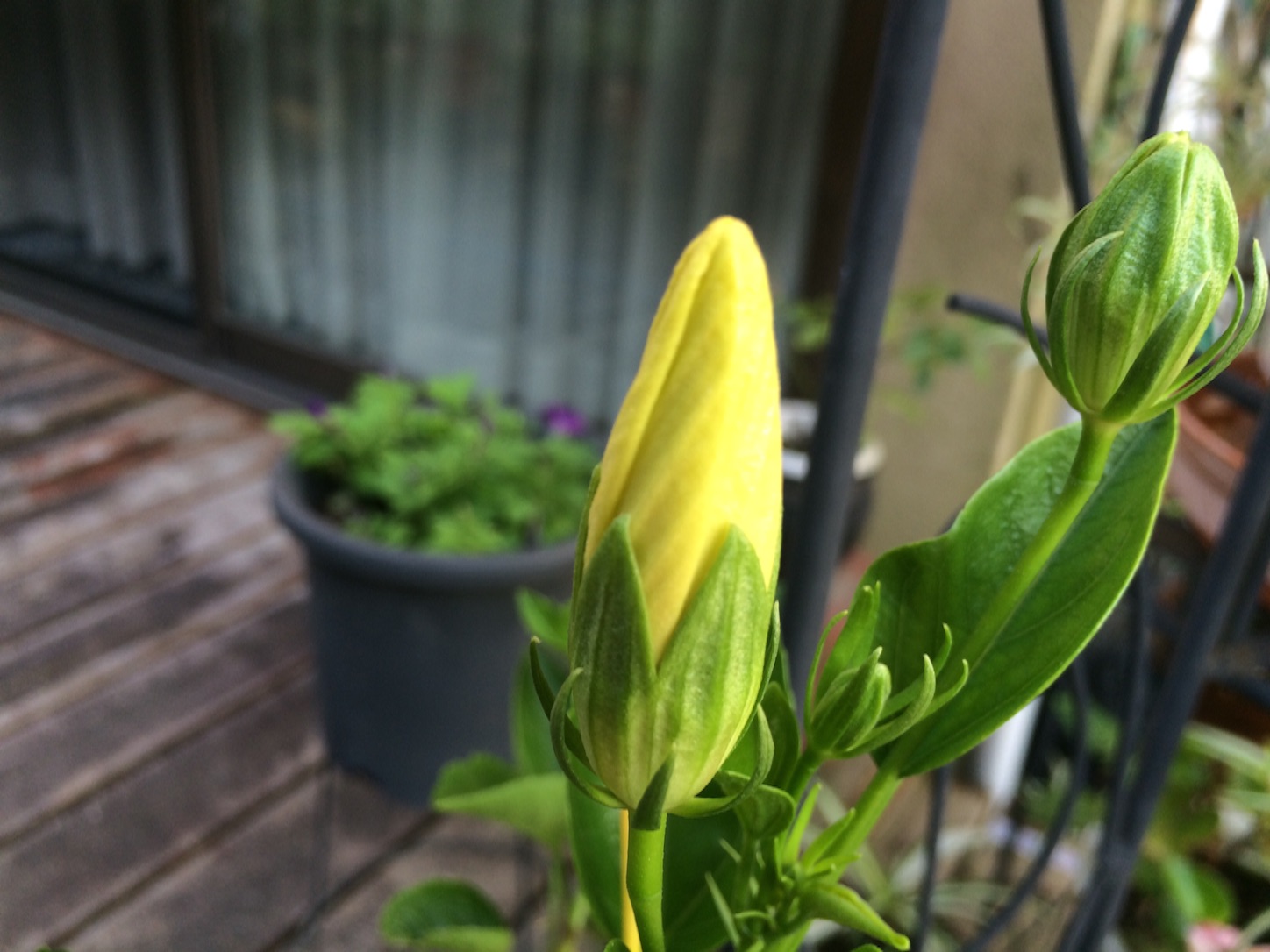 f:id:m-hatch:20150830150642j:image f:id:m-hatch:20150830150642j:image
