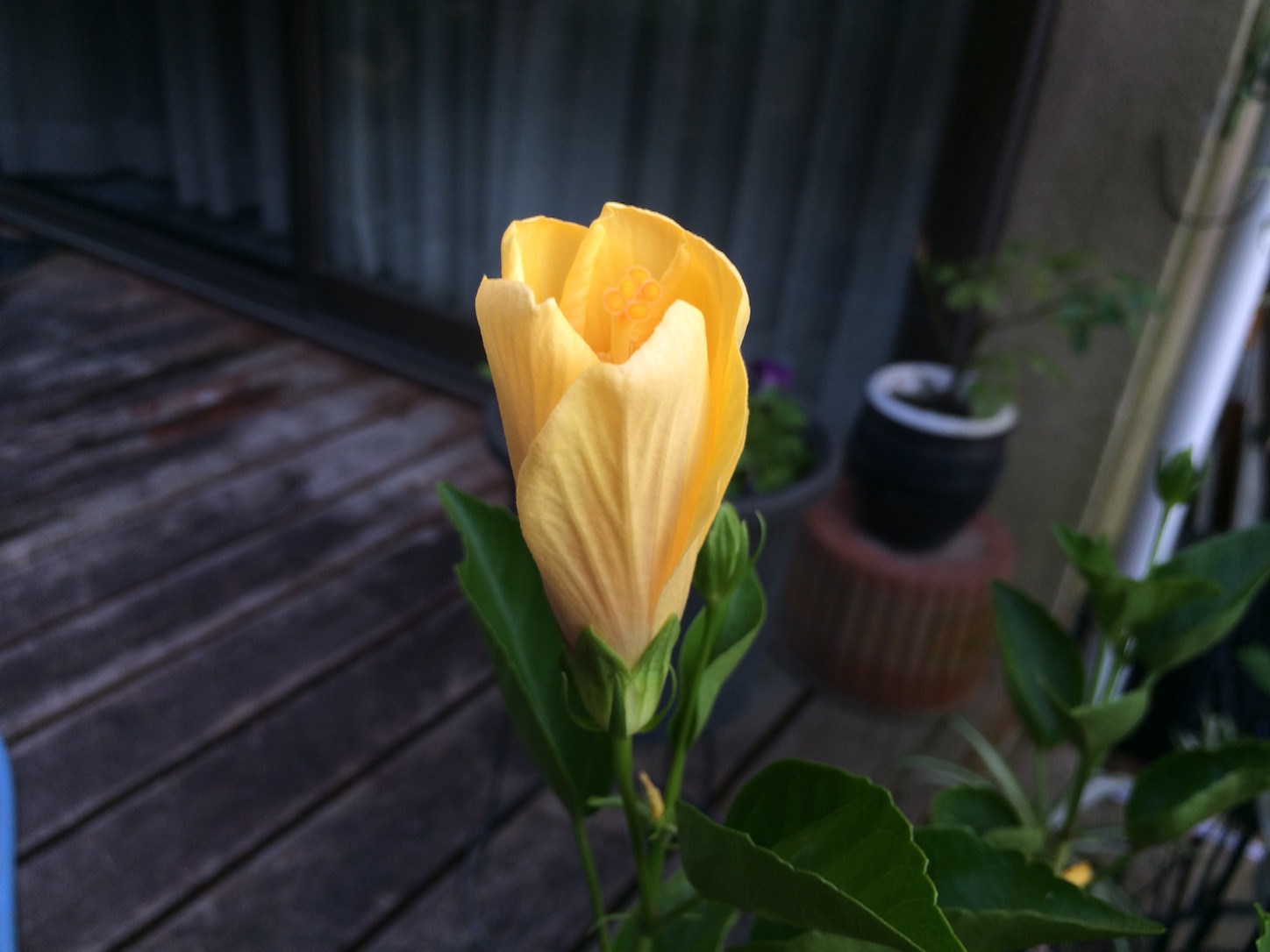 f:id:m-hatch:20150830150704j:image f:id:m-hatch:20150830150704j:image