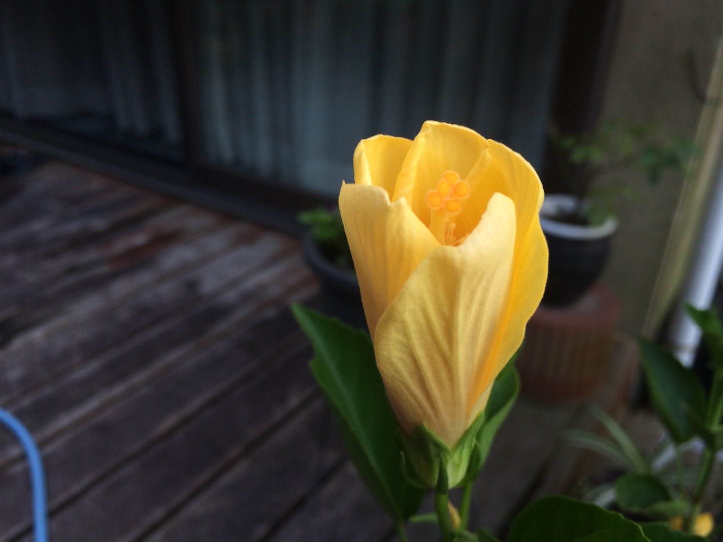 f:id:m-hatch:20150830150725j:image f:id:m-hatch:20150830150725j:image