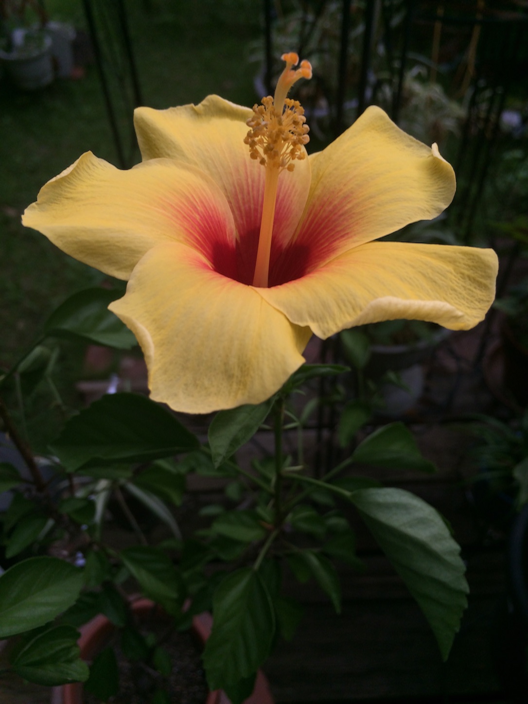 f:id:m-hatch:20150830150750j:image f:id:m-hatch:20150830150750j:image