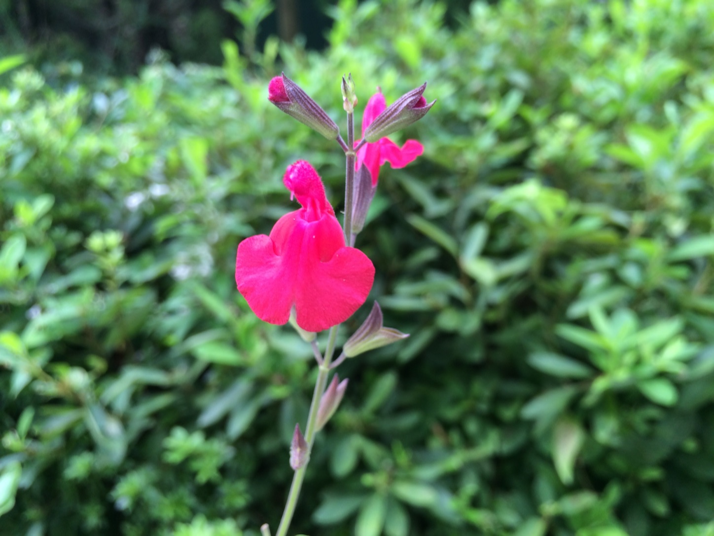 f:id:m-hatch:20150908220951j:image f:id:m-hatch:20150908220951j:image