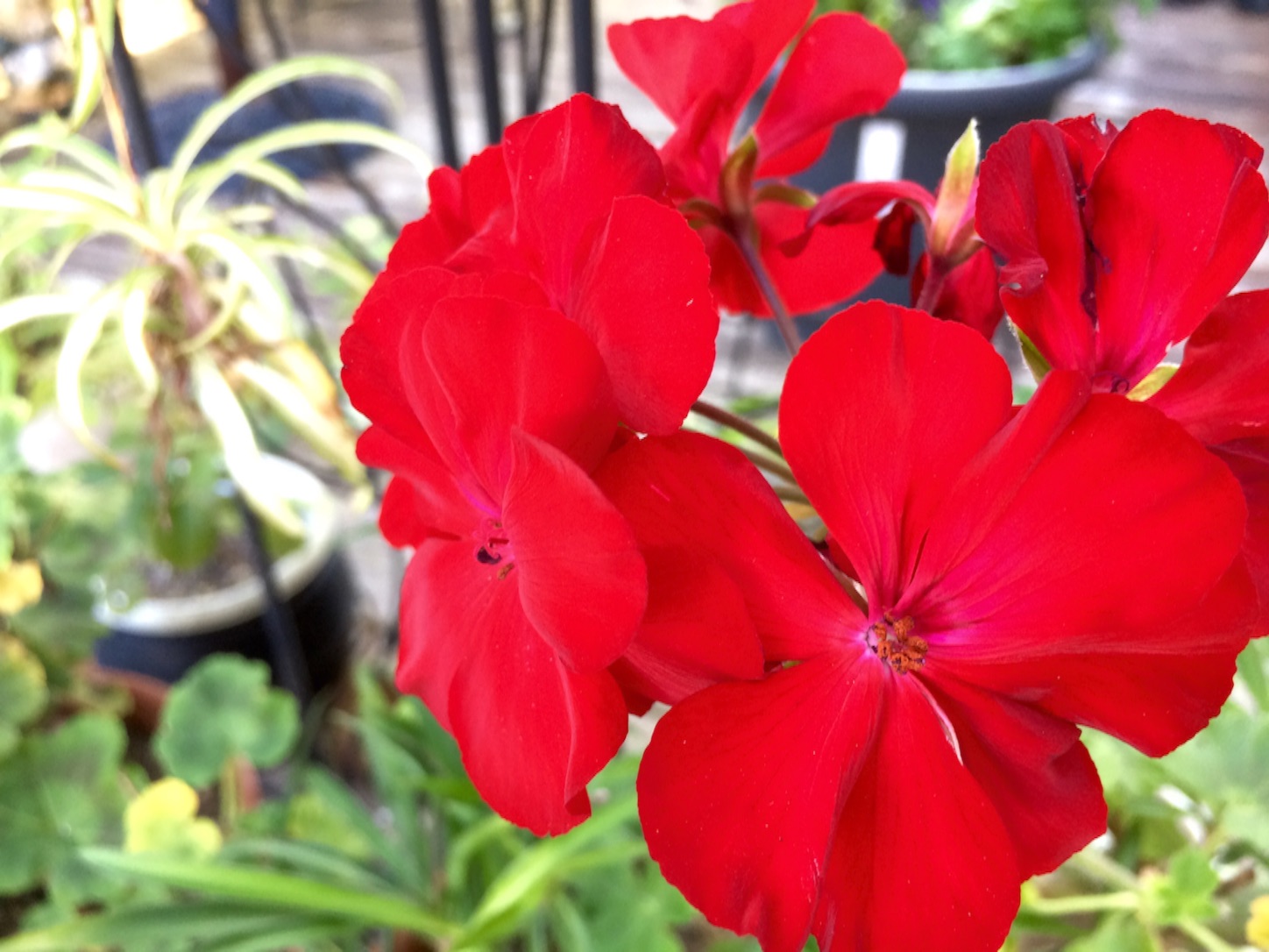 f:id:m-hatch:20150913205527j:image f:id:m-hatch:20150913205527j:image