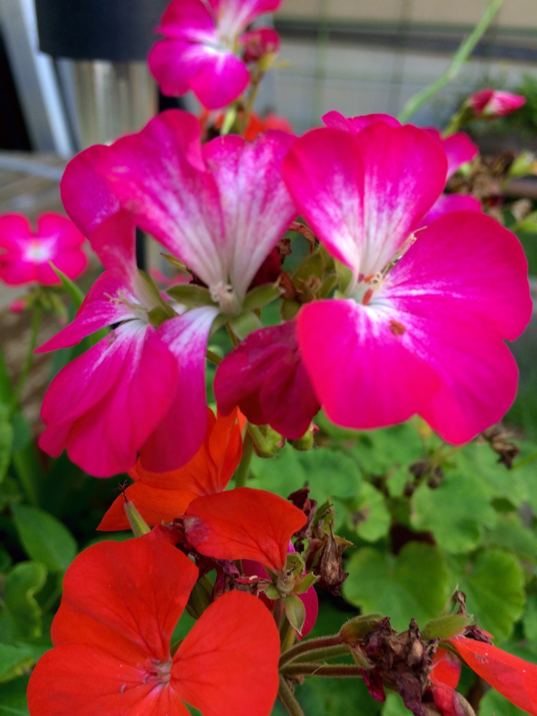 f:id:m-hatch:20150913205845j:image f:id:m-hatch:20150913205845j:image