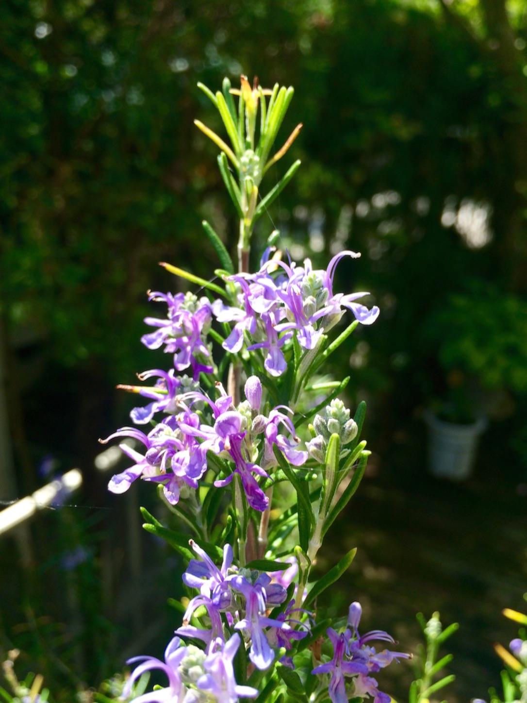 f:id:m-hatch:20150913210341j:image f:id:m-hatch:20150913210341j:image