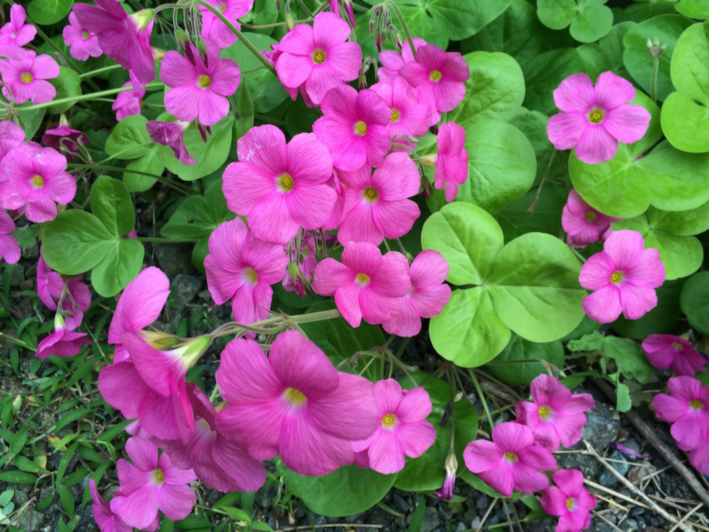f:id:m-hatch:20150915214730j:image f:id:m-hatch:20150915214730j:image