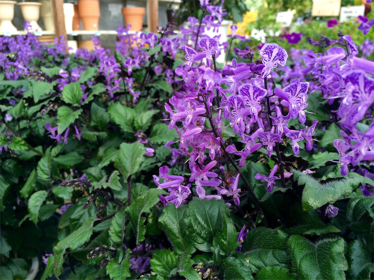 f:id:m-hatch:20150921011236j:image f:id:m-hatch:20150921011236j:image