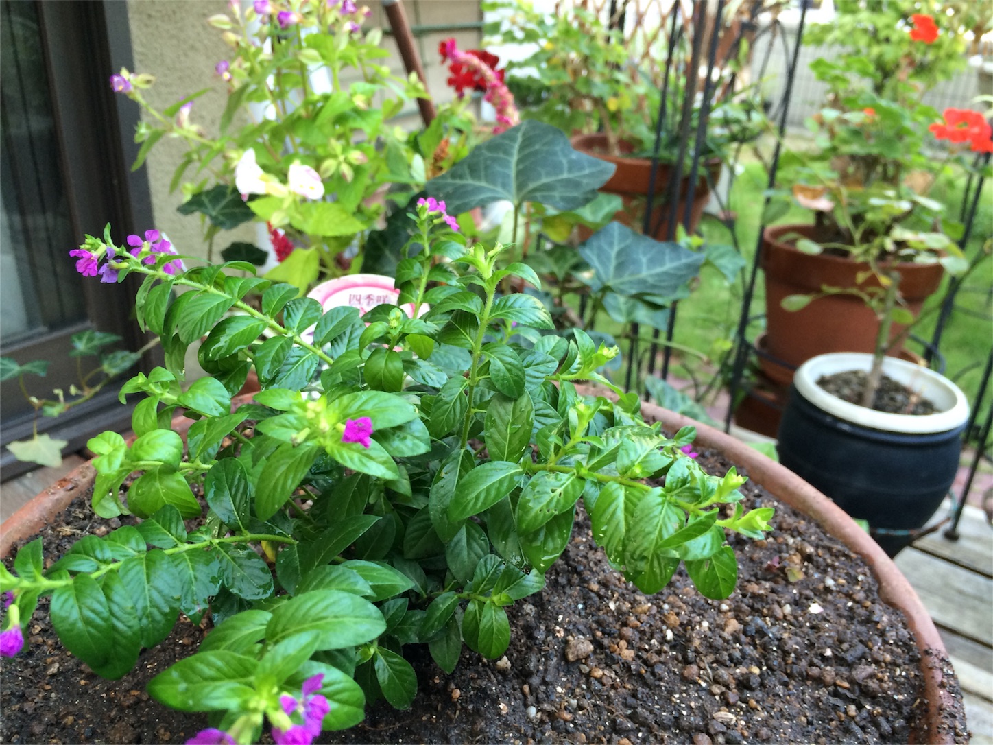 f:id:m-hatch:20150921201534j:image f:id:m-hatch:20150921201534j:image