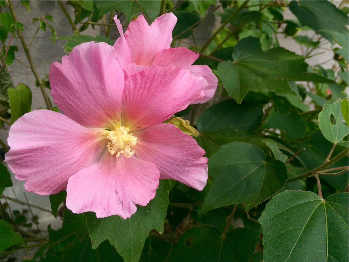 f:id:m-hatch:20150921215919j:image f:id:m-hatch:20150921215919j:image