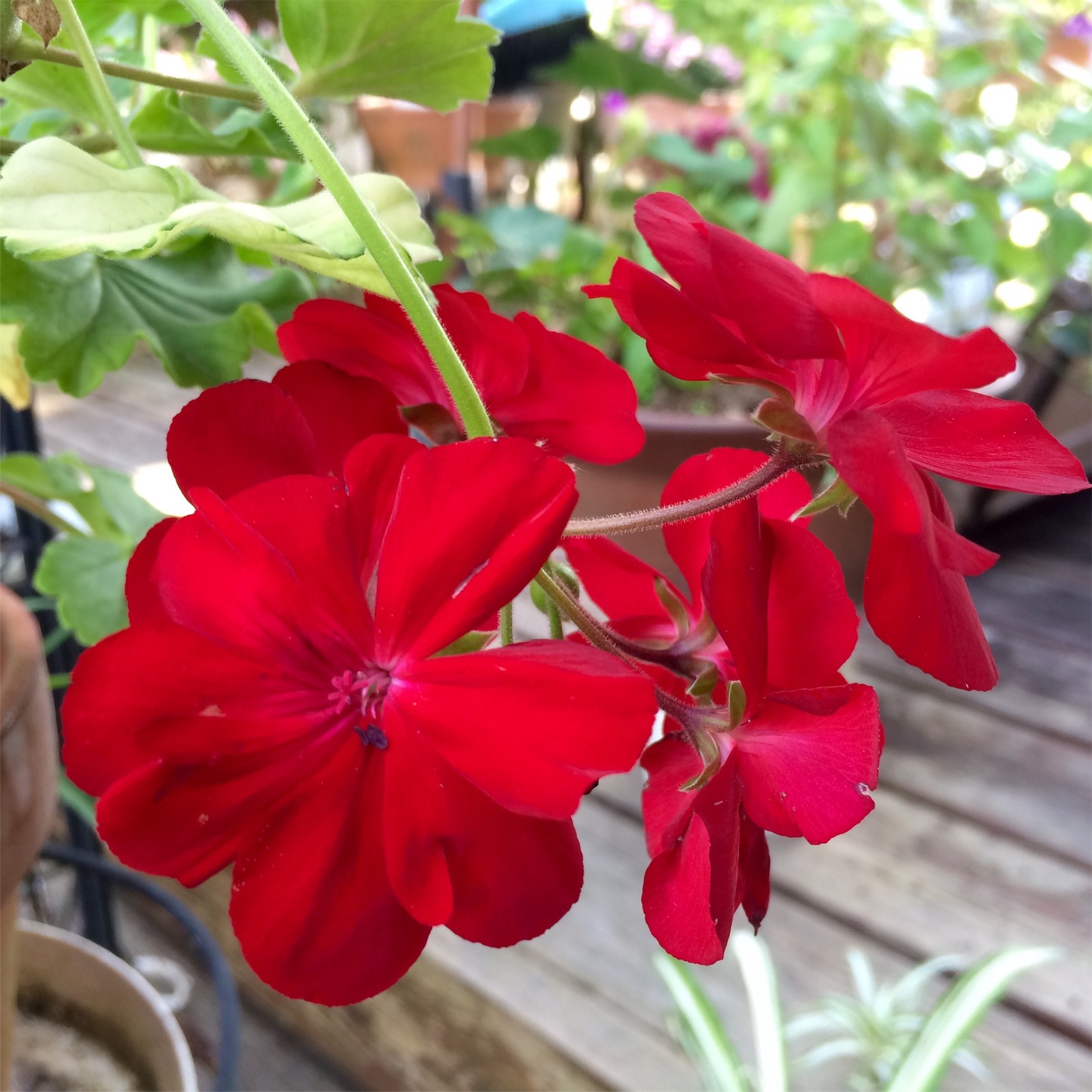 f:id:m-hatch:20150922224617j:image f:id:m-hatch:20150922224617j:image