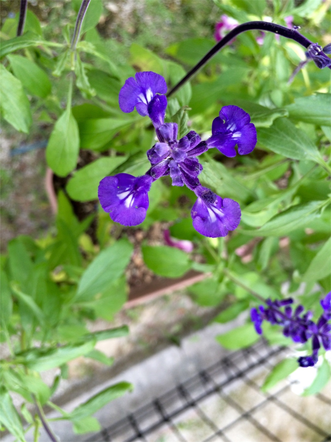 f:id:m-hatch:20150922224845j:image f:id:m-hatch:20150922224845j:image