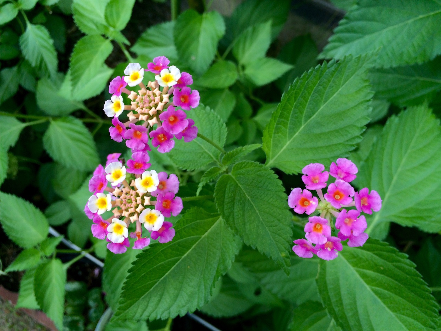 f:id:m-hatch:20150922225027j:image f:id:m-hatch:20150922225027j:image