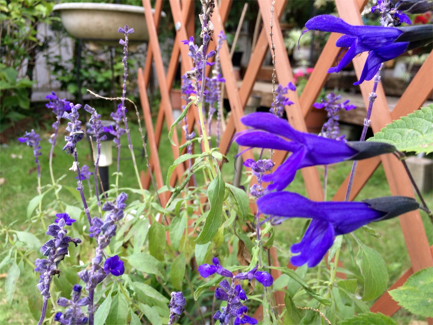 f:id:m-hatch:20150922225215j:image f:id:m-hatch:20150922225215j:image