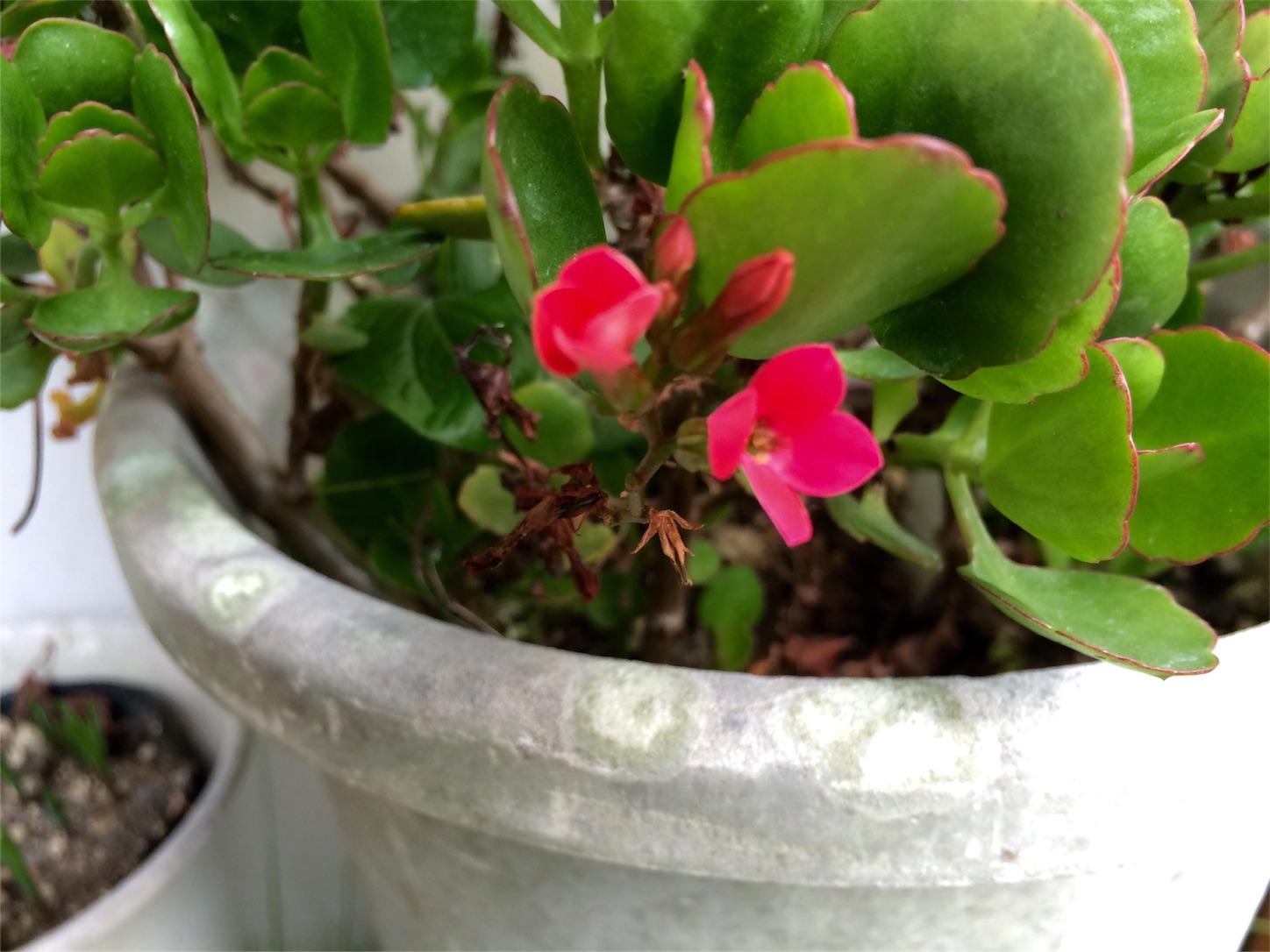 f:id:m-hatch:20150922225242j:image f:id:m-hatch:20150922225242j:image