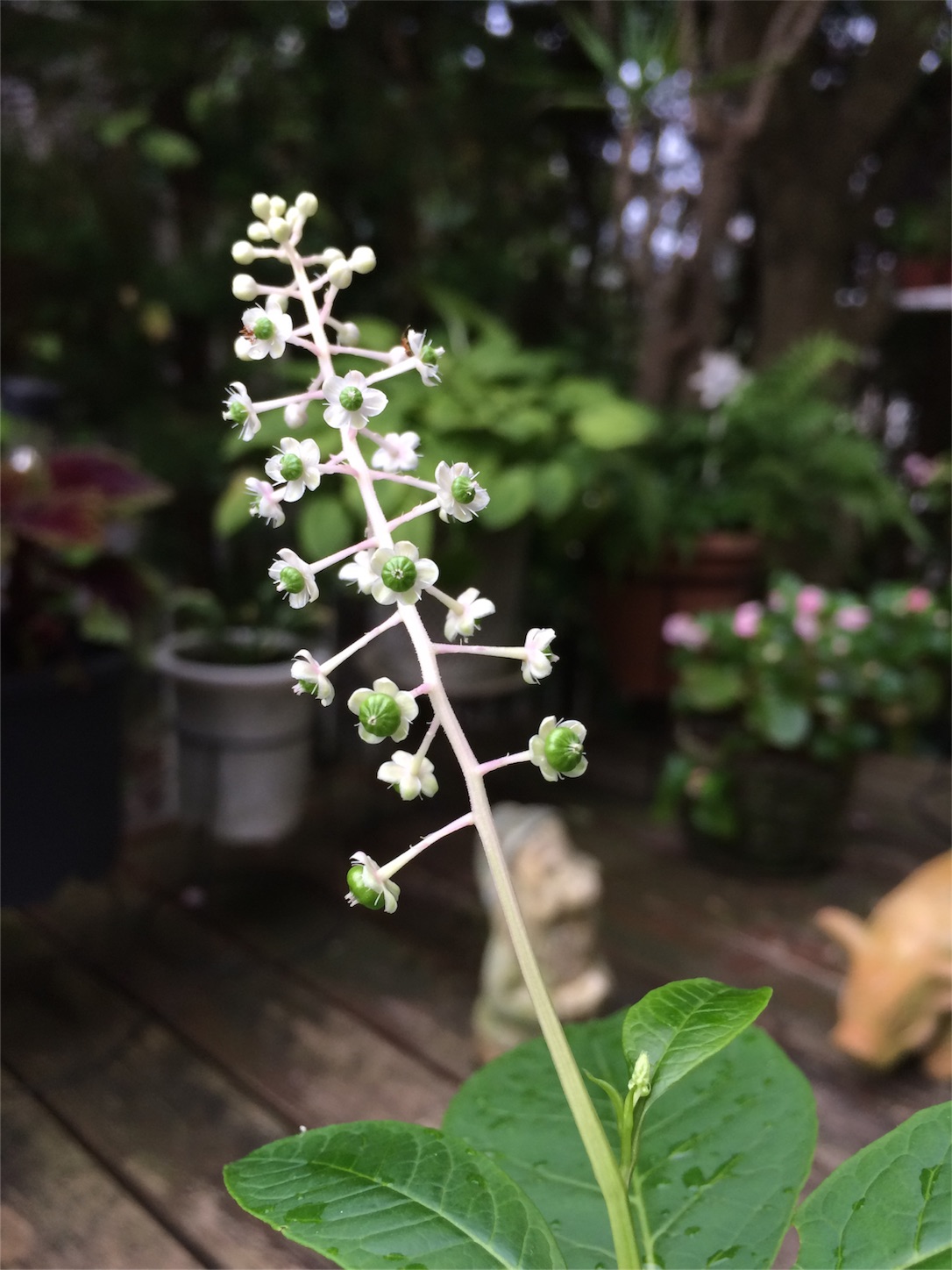 f:id:m-hatch:20150923181902j:image f:id:m-hatch:20150923181902j:image