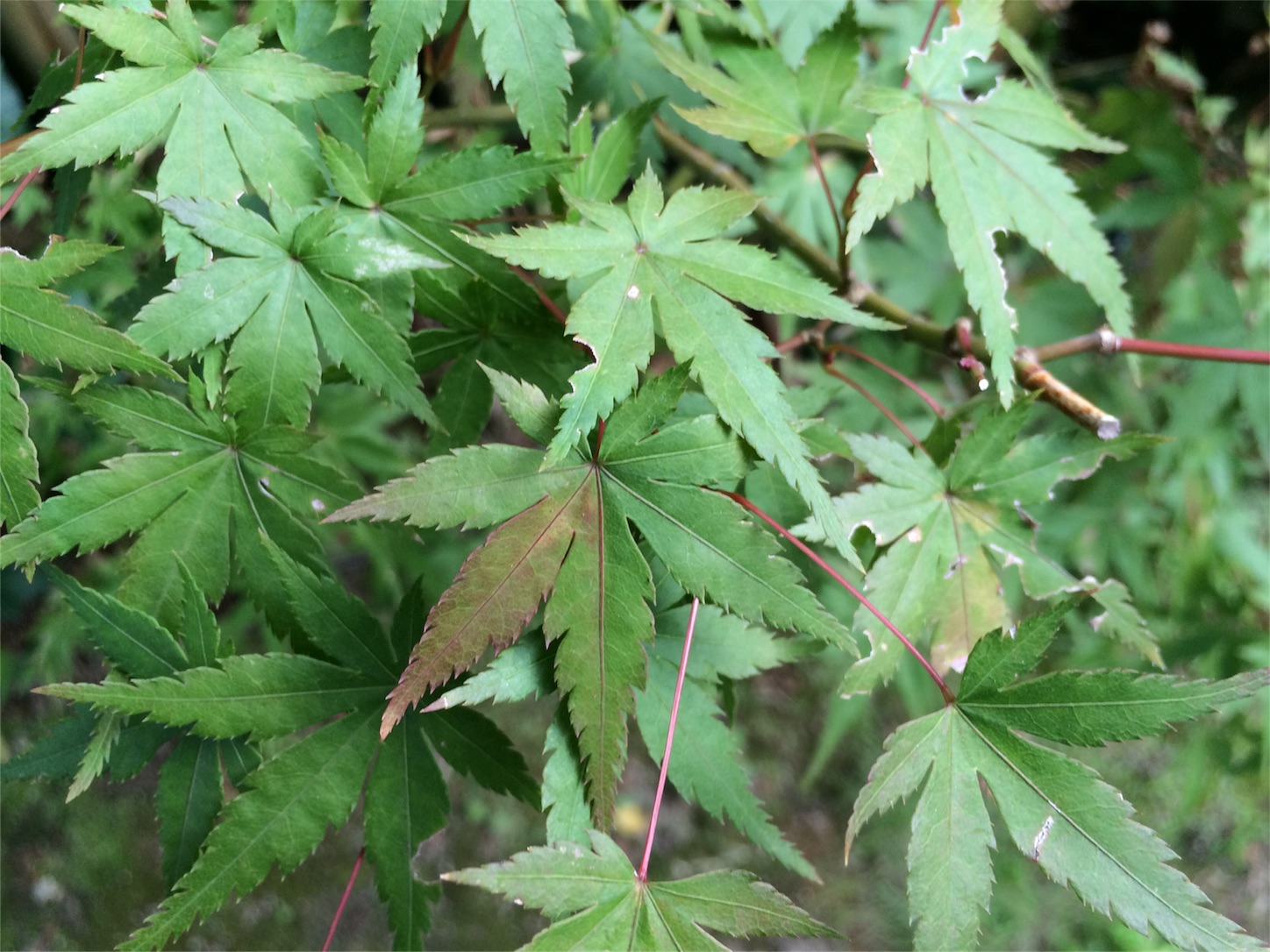 f:id:m-hatch:20150923192052j:image f:id:m-hatch:20150923192052j:image