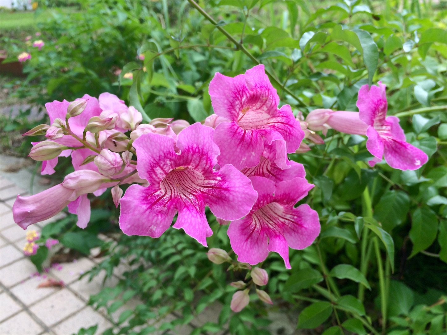 f:id:m-hatch:20150924223225j:image f:id:m-hatch:20150924223225j:image