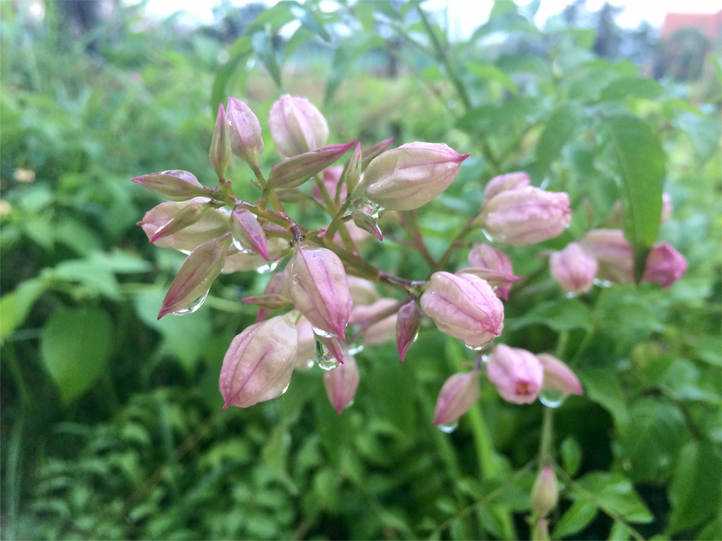 f:id:m-hatch:20150924223323j:image f:id:m-hatch:20150924223323j:image